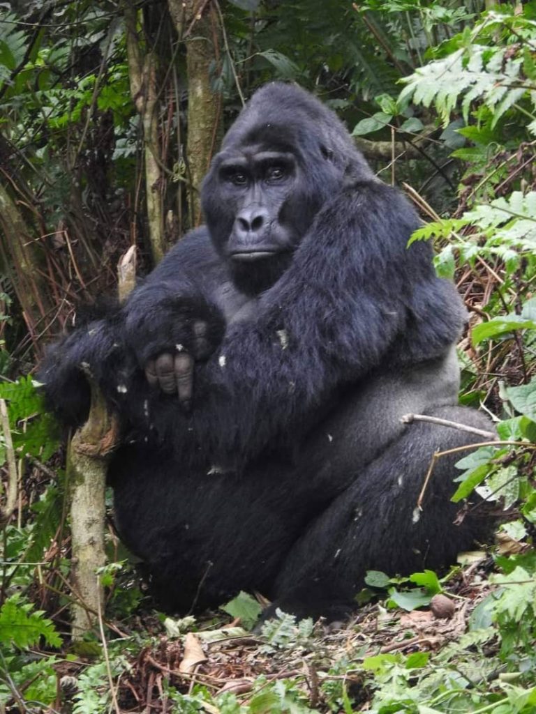 Gorilla Tracking experience in Africa