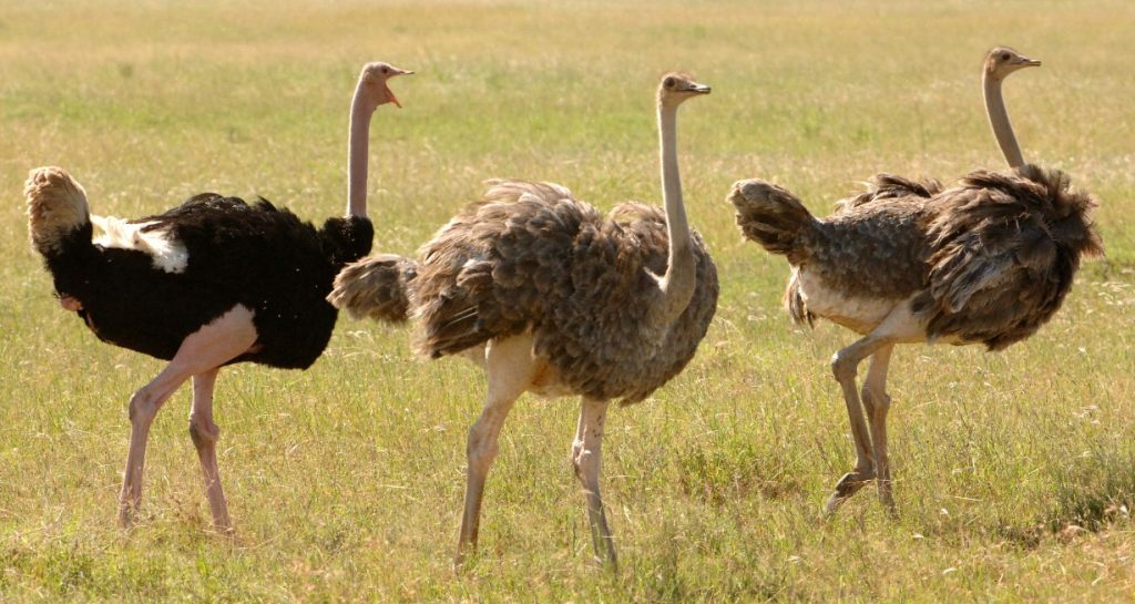 Wildlife Viewing with Mubare