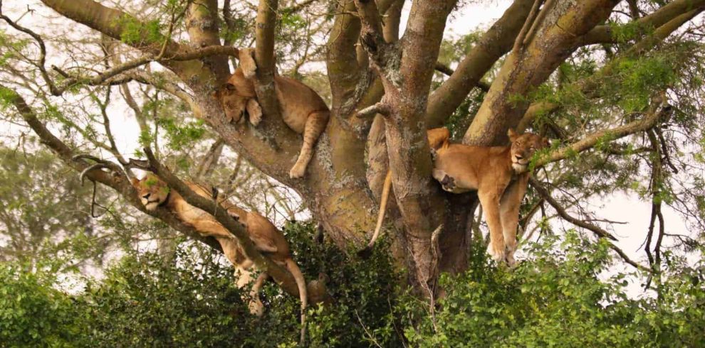 Ishasha Sector Climbing Lions