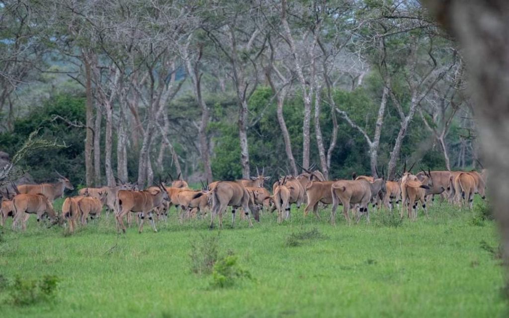 9 Days Uganda Wildlife Safari