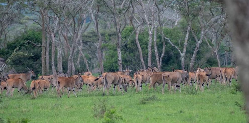 9 Days Uganda Wildlife Safari