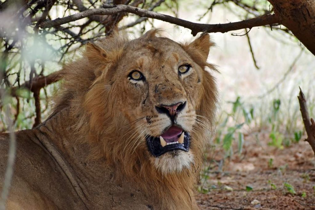 Mubare Tours Ltd services