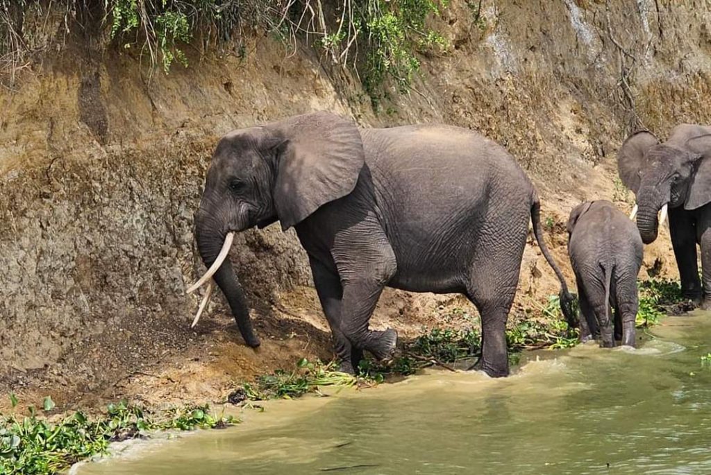 Wildlife Viewing with Mubare