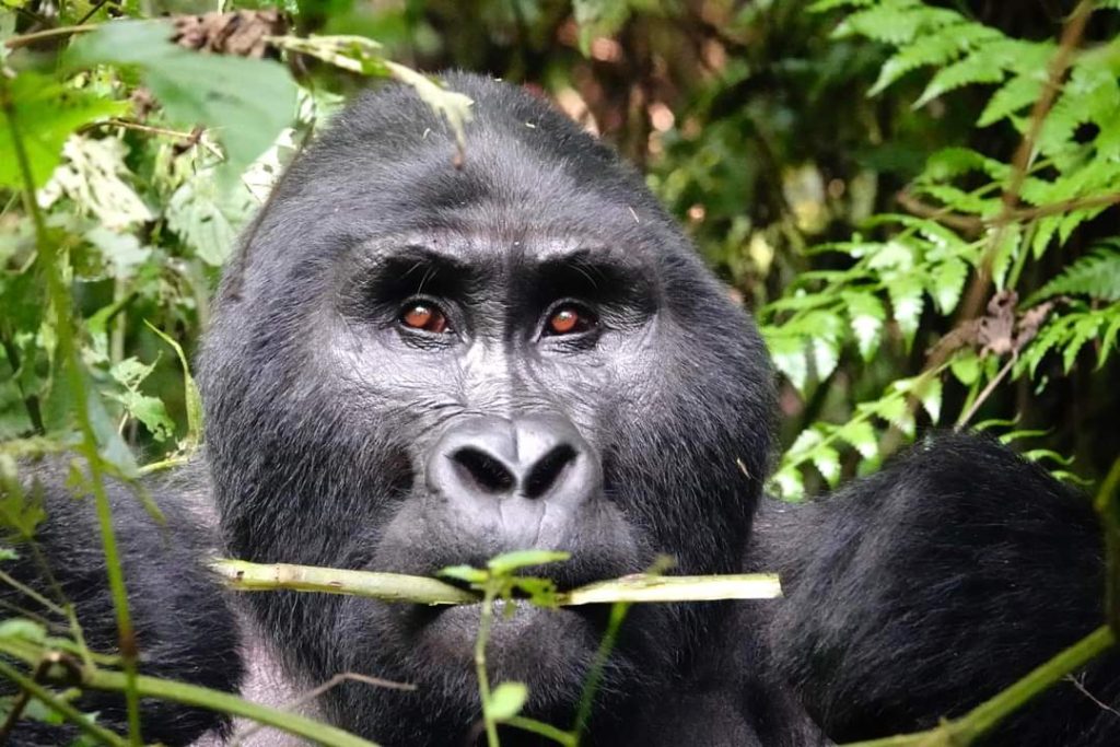 7 Days Uganda Luxury Primate Special