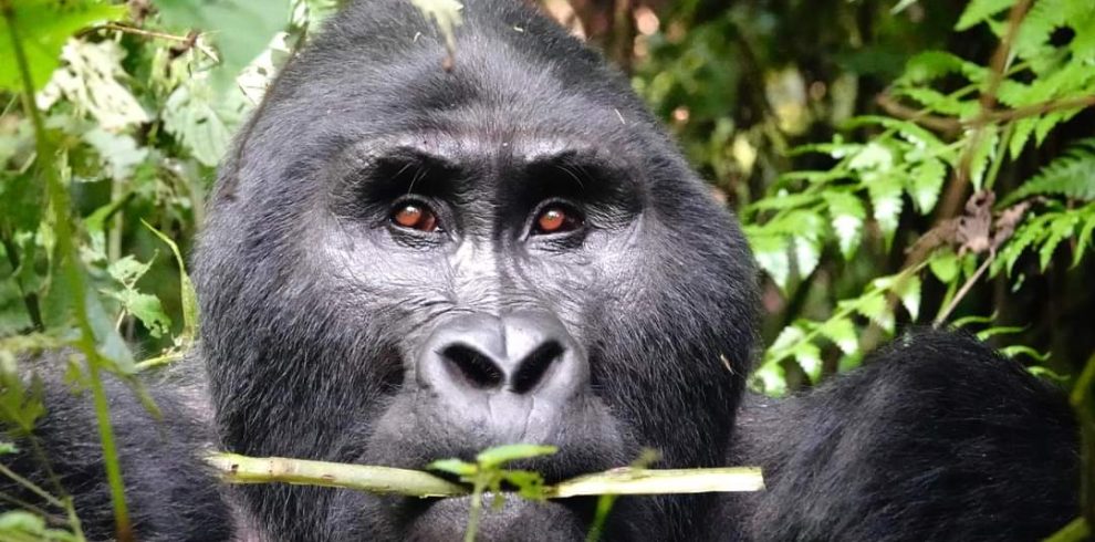 7 Days Uganda Luxury Primate Special