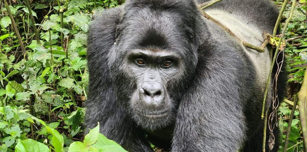 4 Days Gorilla Trekking Safari