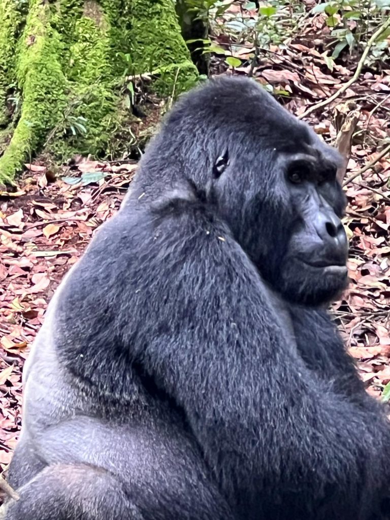 Gorilla Trekking Guide