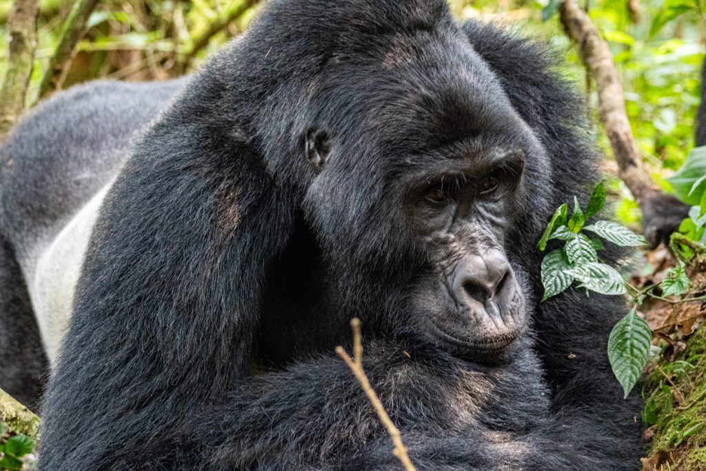 7 Days Uganda Luxury Primate Special