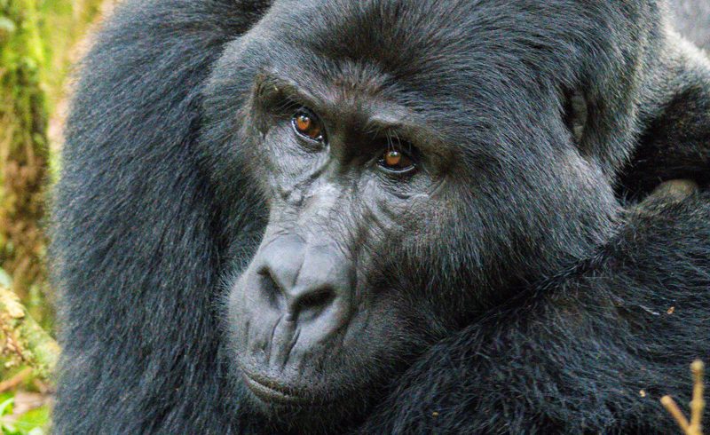 3 Days Bwindi Impenetrable